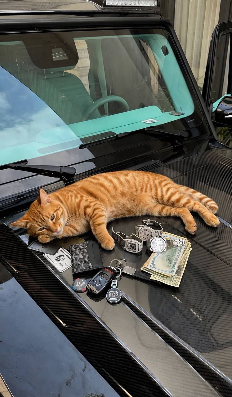 Miso on a carbon hood with watches, keys and cash